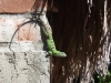 A resident lizard