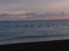 A squadron of pelicans looking for breakfast