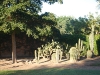 The cactus garden