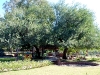 Beautiful trees