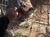 Luis petting the cougar neighbor