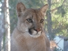 The mellow, loving cougar