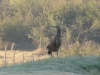 A bare chested heron visited us