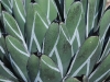 el-charco7