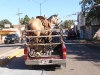 Who needs a horse trailer...