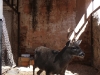 Caged deer of some sort... someone tell me