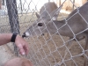 Me rising losing a limb to a dangerous zoo creature (at a hotel)