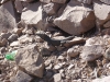Lizard