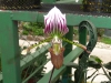 finca-dracula12