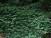 finca-dracula4