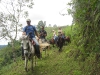 horses02
