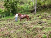horses14