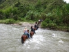 horses20