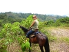 horses23