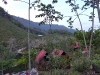 semuc21