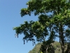 semuc6