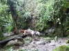 valledecocora10