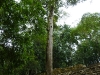 palenque43