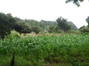 paso-ancho11
