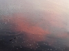 el-tunco11
