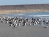 Pelicans, cormorants and sea gulls chillin' by the surf