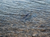First you spot the squid