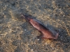a beautiful squid.  