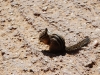 Overfed and very friendly chipmunk