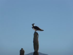 One of the highlight on the road was seeing this raptor and his prey
