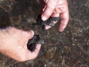 Two little leatherback babies turtles Two little leatherback babies turtles