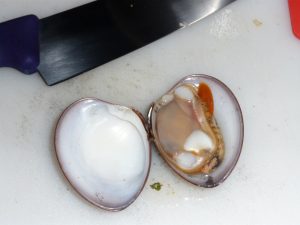 Luis went looking for clams, but they are so overfished he only found one and it was at 15 feet of depth! He did not share it with Lacey :) Luis went looking for clams, but they are so overfished he only found one and it was at 15 feet of depth! He did not share it with Lacey :)