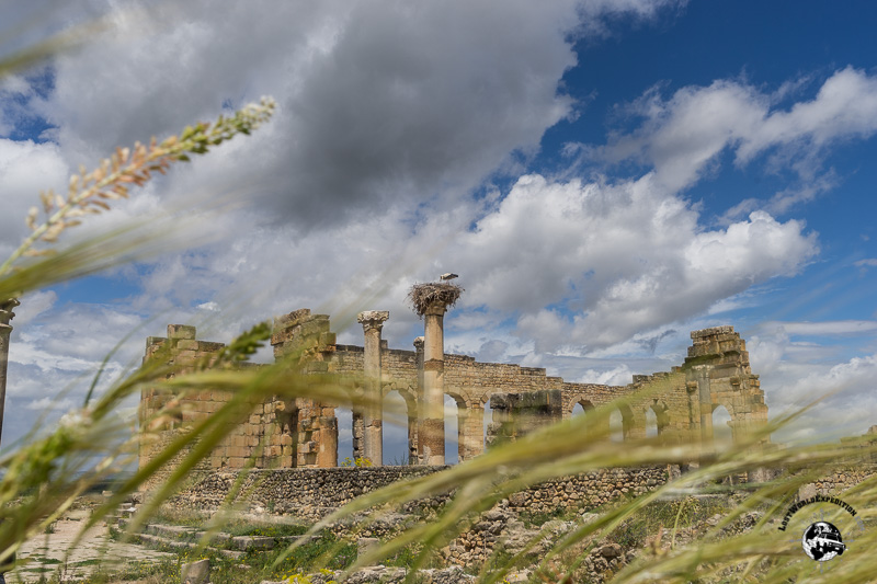 The storks have built nests on the top of some of the old pillars.